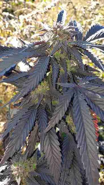 A cannabis plant bred to turn purple in flowering