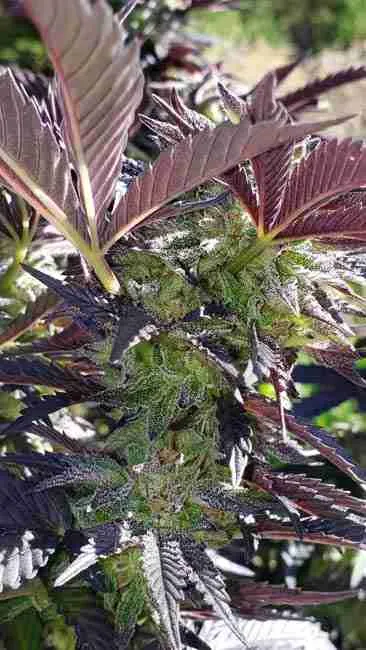 A cannabis plant in flowering ready for breeding