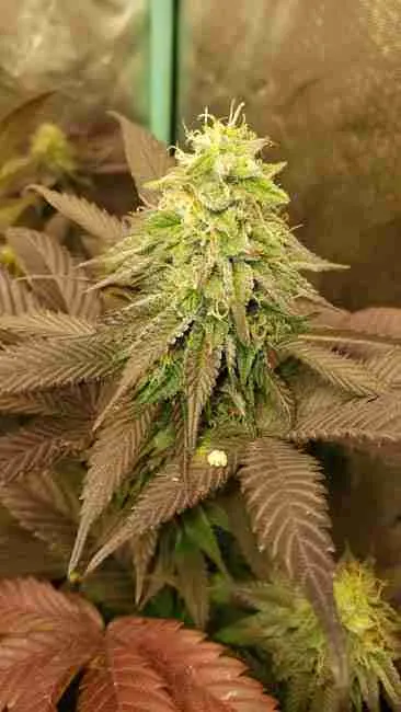 A flowering cannabis plant with seeding being breed
