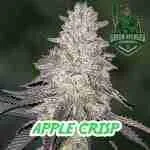 Apple Crisp Cannabis Seeds Product Image