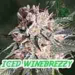 Iced WineBrezzy Cannabis Seeds Product Image