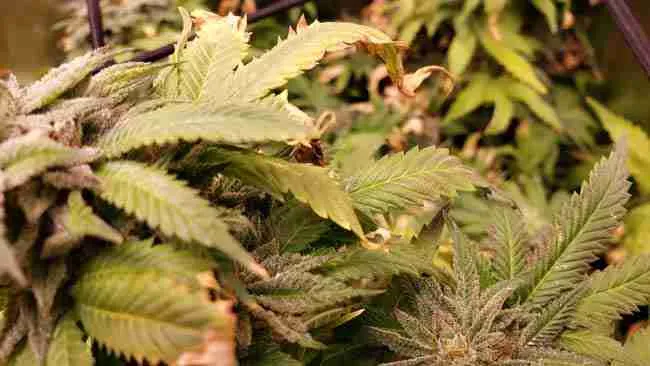 Flowering Cannabis Plant under stress