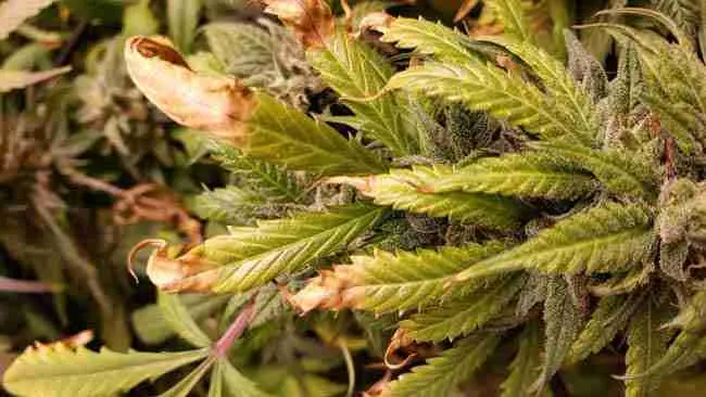 Cannabis plant showing long term heat stress in the garden