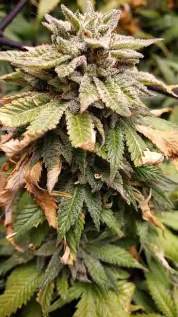Flowering cannabis plant showing nutrient stress