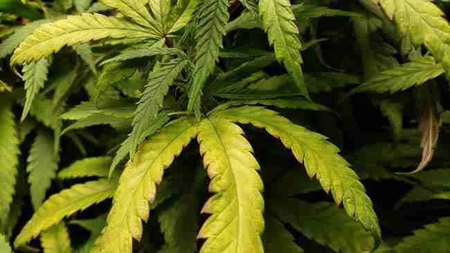 Cannabis Plant showing signs of Cannabis Stress