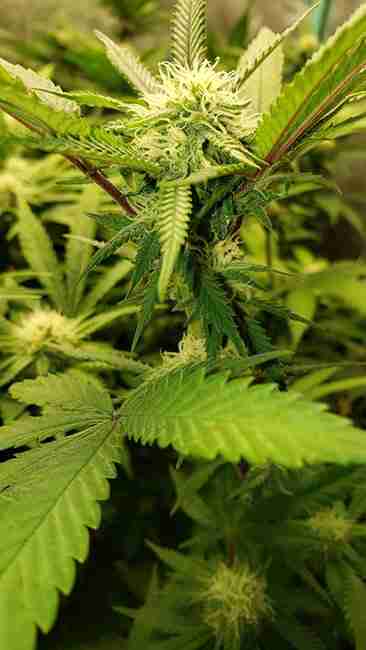A flowering Cannabis Plant ready to be pollenated.