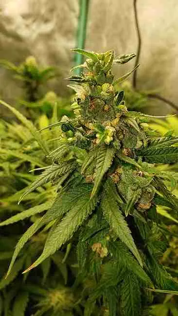 Cannabis plant reversed for backcrossing cannabis