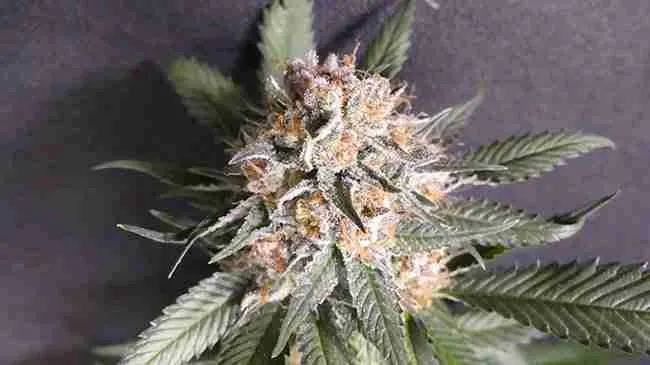 Flowering Cannabis Plant update
