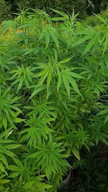 Green Cannabis Plant growing outdoors in a Microclimate