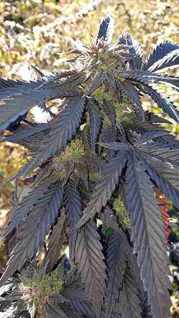 Sun shining on a Cannabis plant in a small Microclimate