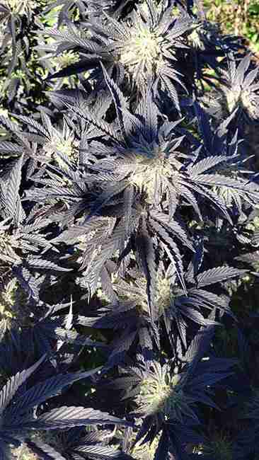 Outdoor Cannabis Plant in a Micro Climate