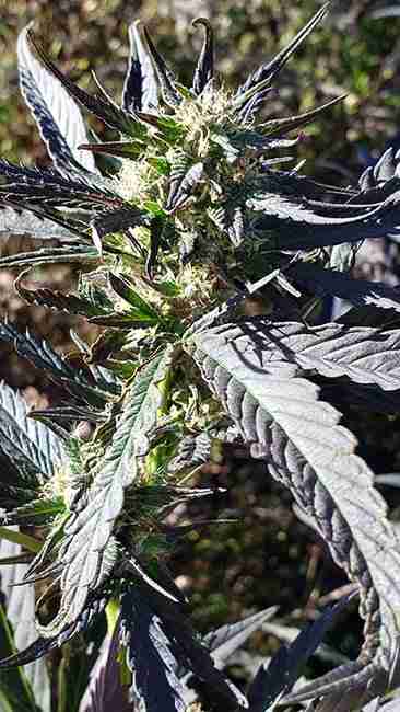 Flowering Cannabis plant
