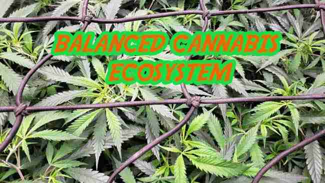 Balanced Cannabis Ecosystem Main Image