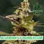 Blueberry X Bubblegum Product Image Green Avenger Seeds
