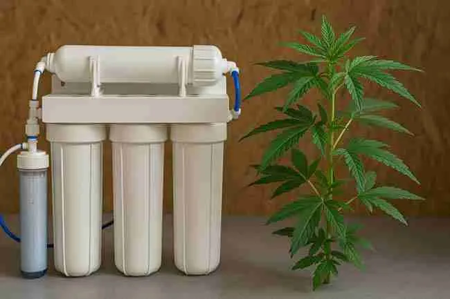 Reverse osmosis system beside healthy cannabis plant symbolizing effective water softening method.