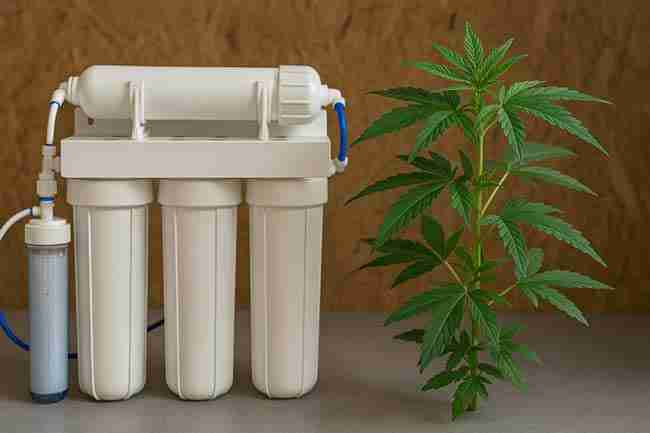 Reverse osmosis system beside healthy cannabis plant symbolizing effective water softening method.