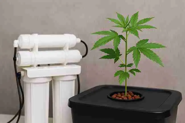 Indoor hydroponic system with cannabis plant showing impact of hard water on root feeding setup.