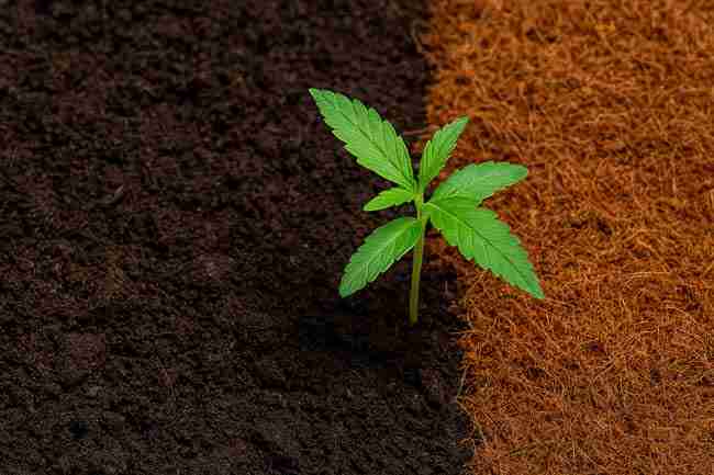 Young cannabis plant growing in soil with coco coir and peat moss, illustrating medium choice.