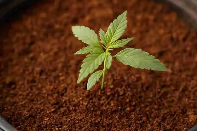 Young cannabis plant growing in coarse coco peat soil, showing suitability as a growing medium.