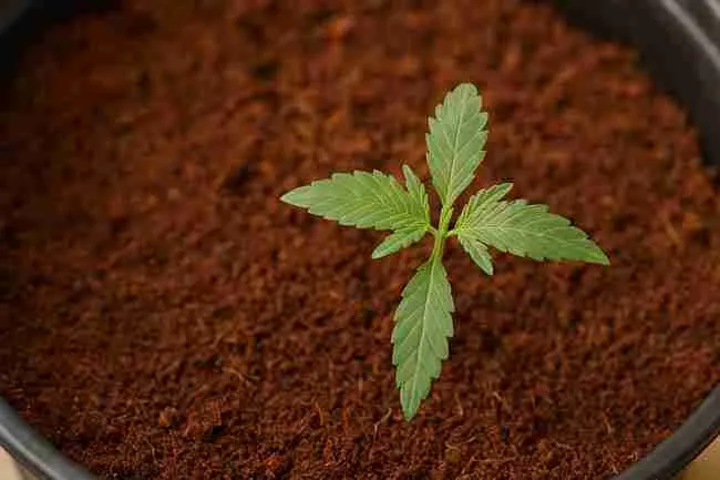 Cannabis plant growing in coco coir, illustrating challenges like salt build-up and nutrient neutrality.