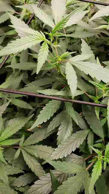 A Hybrid cannabis plant in a net
