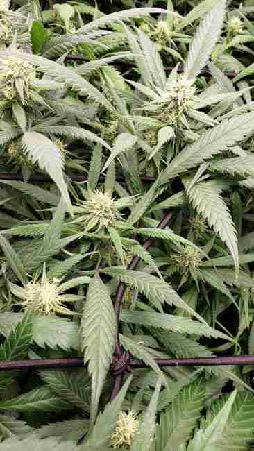 A Pineapple Express cannabis plant starting to flower as a sativa