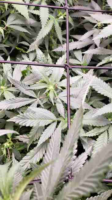 Sativa and Indica cannabis plants growing under a scrog net. 