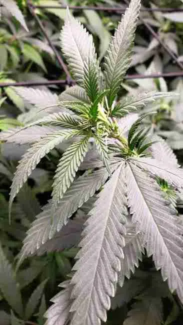 An indica cannabis plant in the vegetative state
