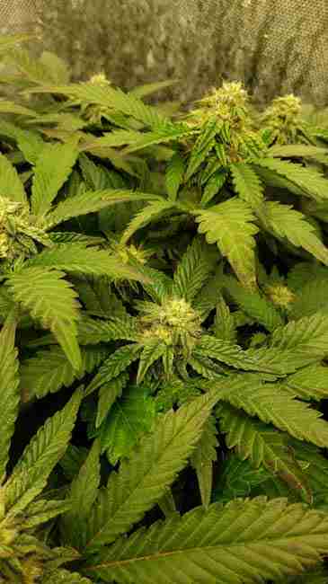 A seeded flowering cannabis plant in a growroom