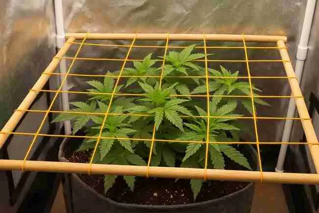 Scrog Frames Mastering LST Autoflowers: Boost Growth with Low Stress Training Techniques