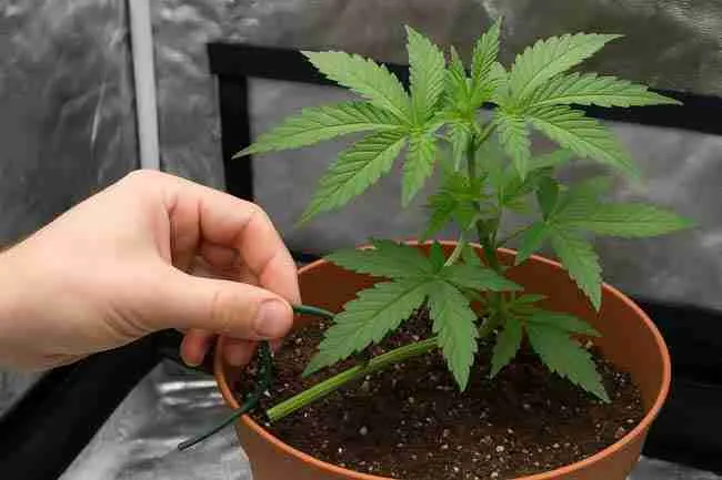 Hand adjusting soft tie on cannabis stem inside reflective grow tent during Low Stress Training