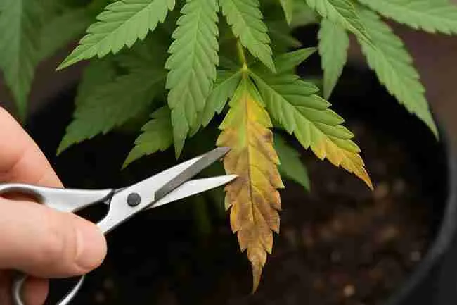 Pruning dead cannabis leaves with clean, sharp scissors