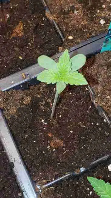 A young healthy cannabis seedling after just being watered