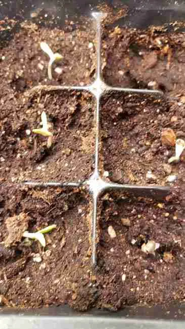 just germinated cannabis seeds emerging from the marijuana seed starting cubes