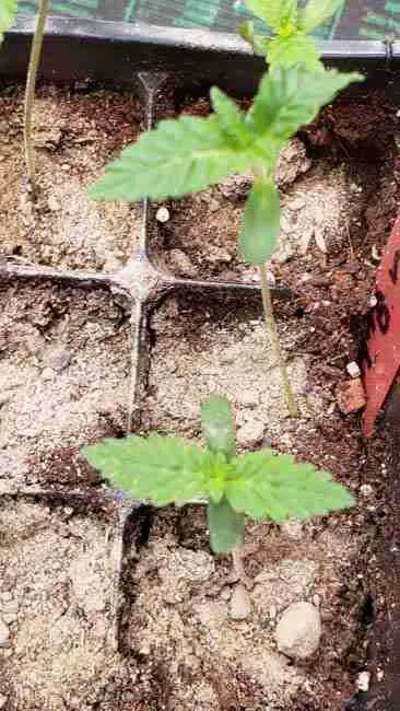 Two week old cannabis seedling that didn't die early in life