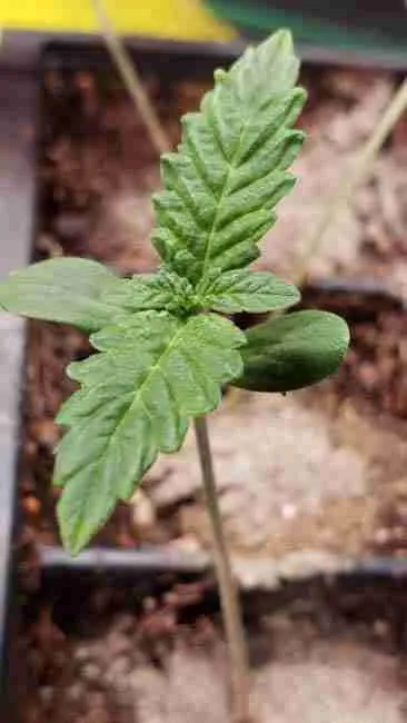 a very close up of a healthy cannabis plant that has been properly fertilized