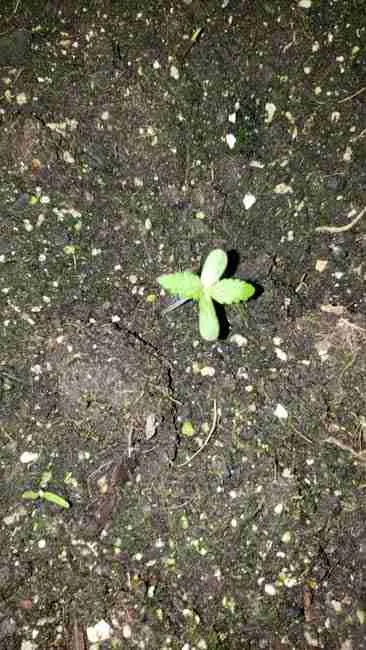 healthy cannabis seedling emerging from rich soil, symbolizing successful early growth