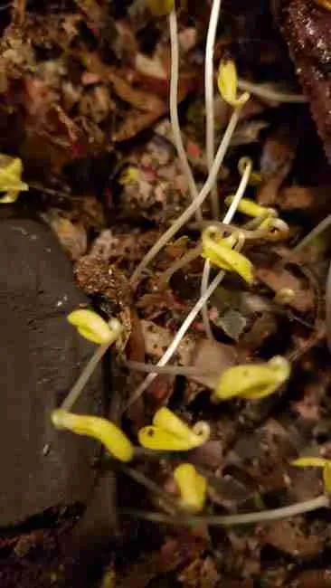 Many young cannabis seedling that are not getting enough lighting