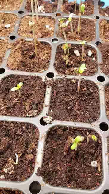 many young cannabis seedlings in a rooting tray in soil