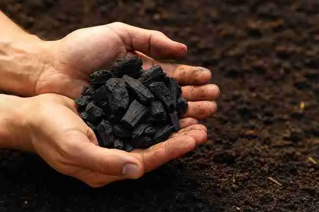 Farmer’s hands cradling black biochar chunks over fertile soil
