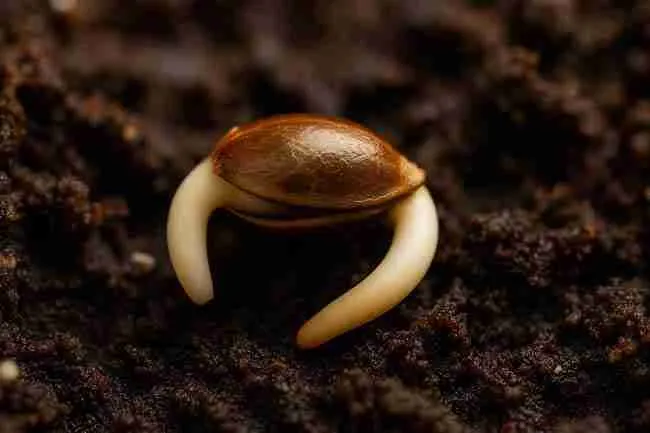 A cannabis seed with a fresh taproot emerging, resting on moist, dark soil to illustrate early germination timing