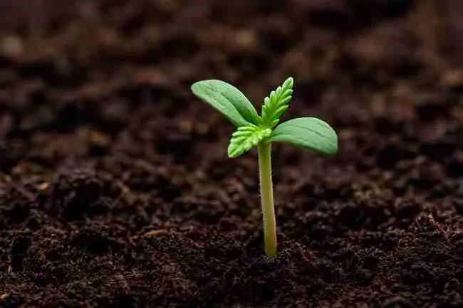 A tiny cannabis seedling just sprouting from soil, showing early growth frozen in time