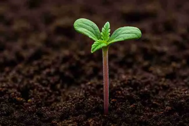 A cannabis seedling with a purple stem and early true leaves, showing early stress signals in growth