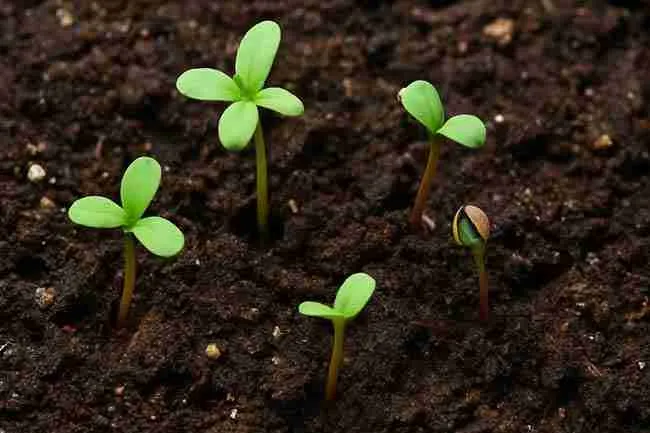Multiple cannabis seedlings in moist, rich soil showing proper hydration and healthy early growth