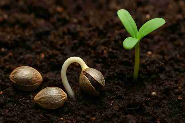 A fresh cannabis seedling emerging beside germinated seeds, ready to begin photosynthesis under light