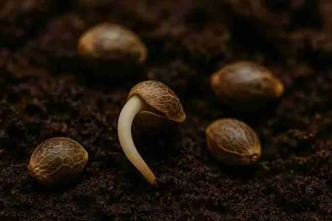 A germinated cannabis seed surrounded by older unsprouted seeds in moist soil, showing seed viability contrast