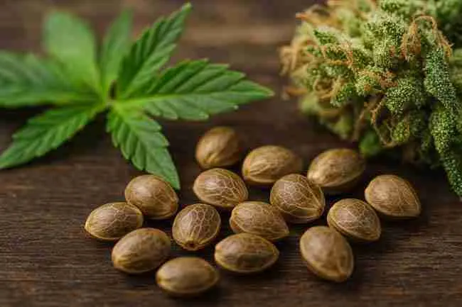 Macro image of cannabis seeds beside a green leaf and trichome-rich bud showing feminized seed detail
