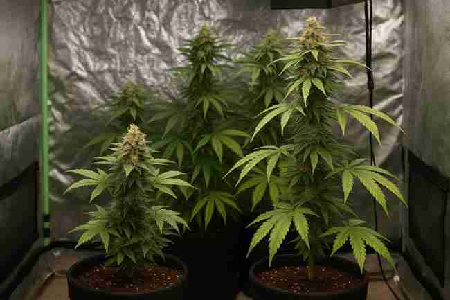 Indoor cannabis grow tent showing side-by-side autoflower and feminized plants in flowering stage