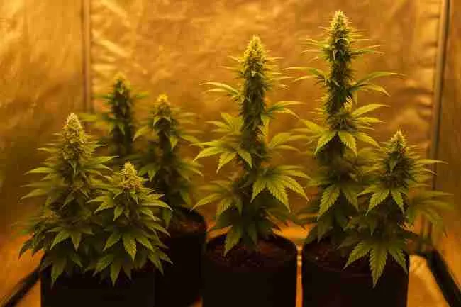 Four mature autoflower cannabis plants under warm grow lights showcasing dense trichome-covered buds