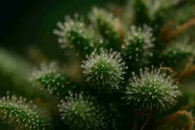 macro shot of cloudy, mature trichomes